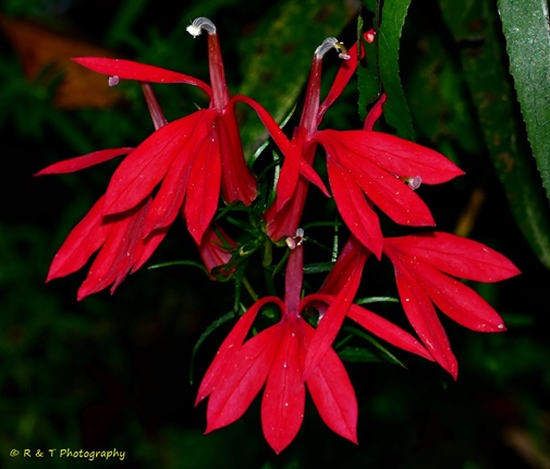 {Lobelia cardinalis<}